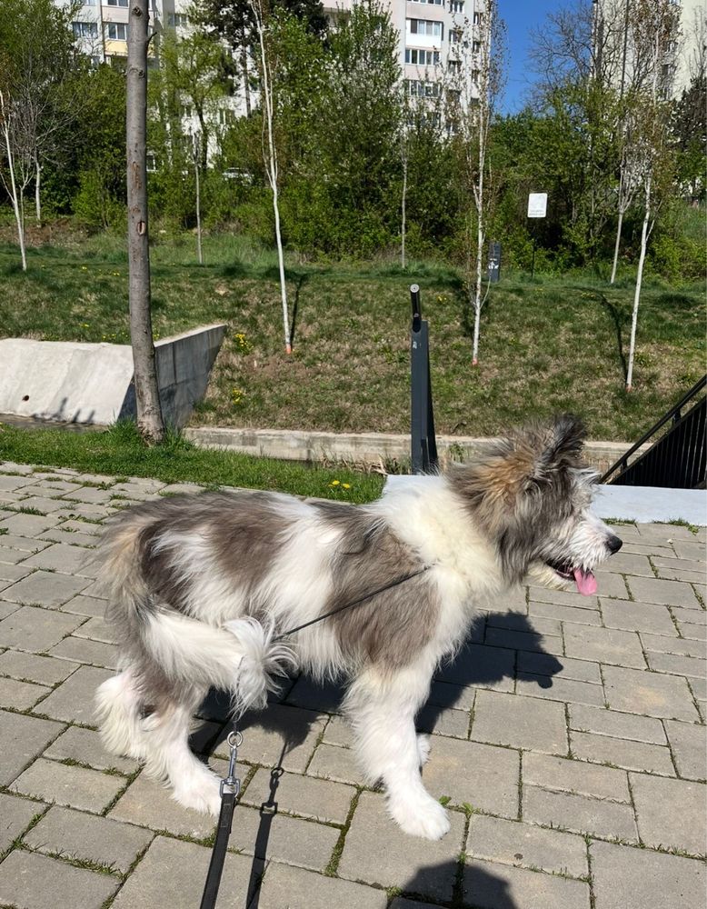 Donație/ Adopțe/ foster cățel