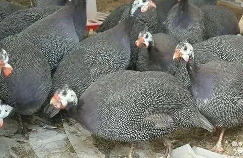 Собираю заказы на инкубационное яйцо цесарки и фазана. Много разновидн