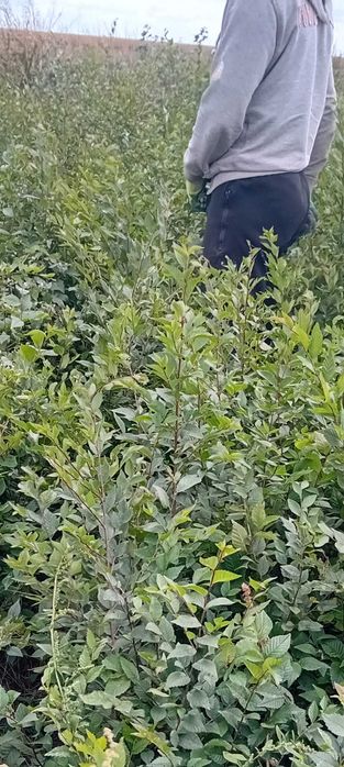 Puieți de ulm, stejar,lemn cainesc,salcioara,frasin