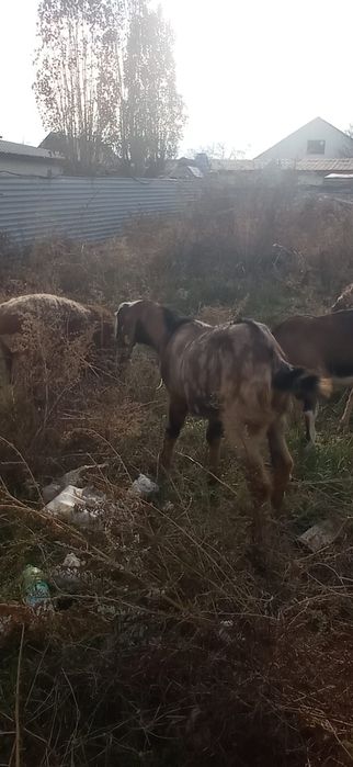 Казёл на покрытие