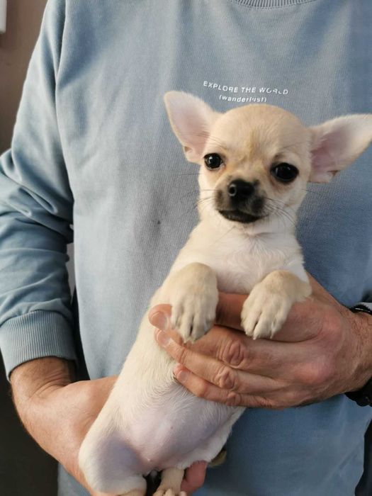 Чихуахуа ИСТИНСКИ - цени ХУБАВИ!!!