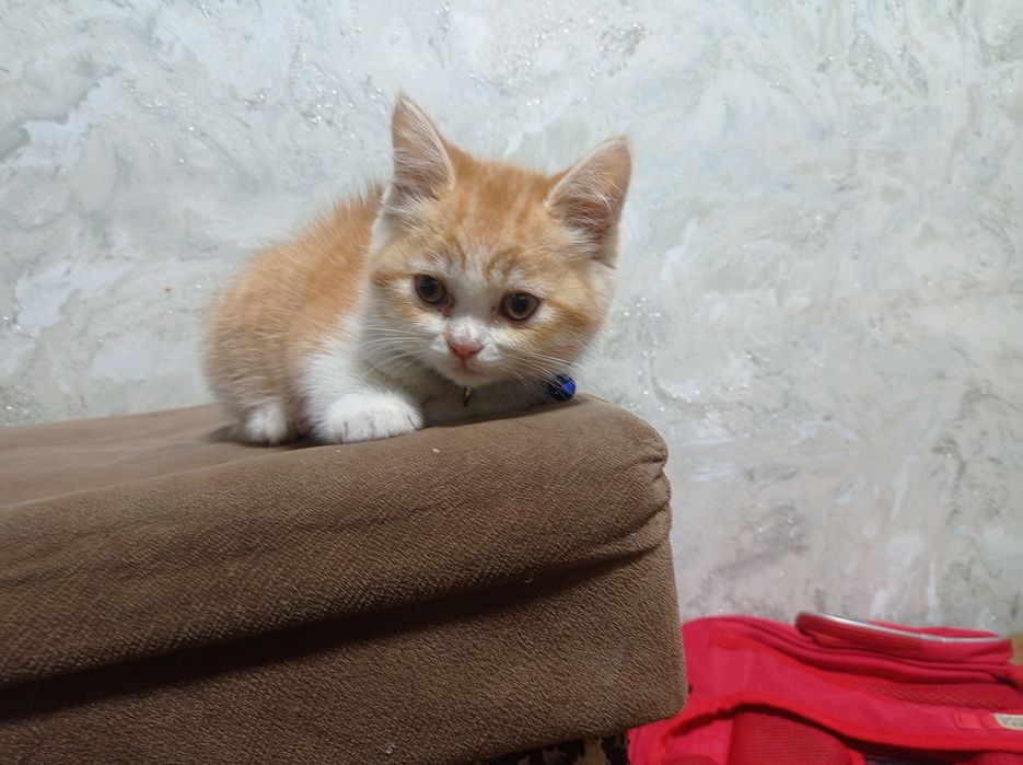 Britanskiy shinshillalar sotiladi srochni