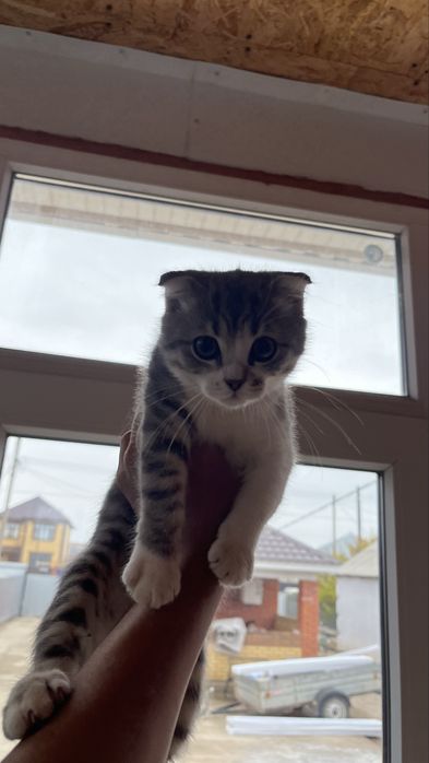 Веслоухий котенок