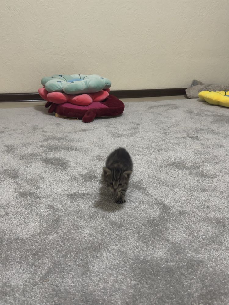 Маленькие котята в хорошие руки