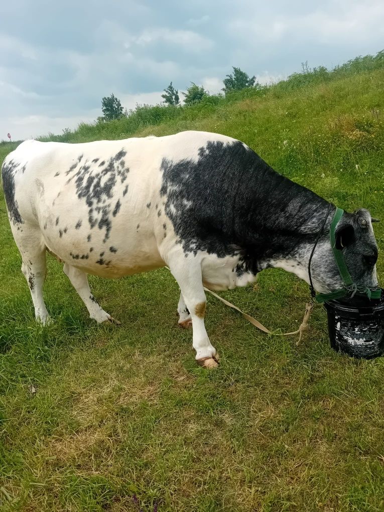 De vânzare doauă vacii