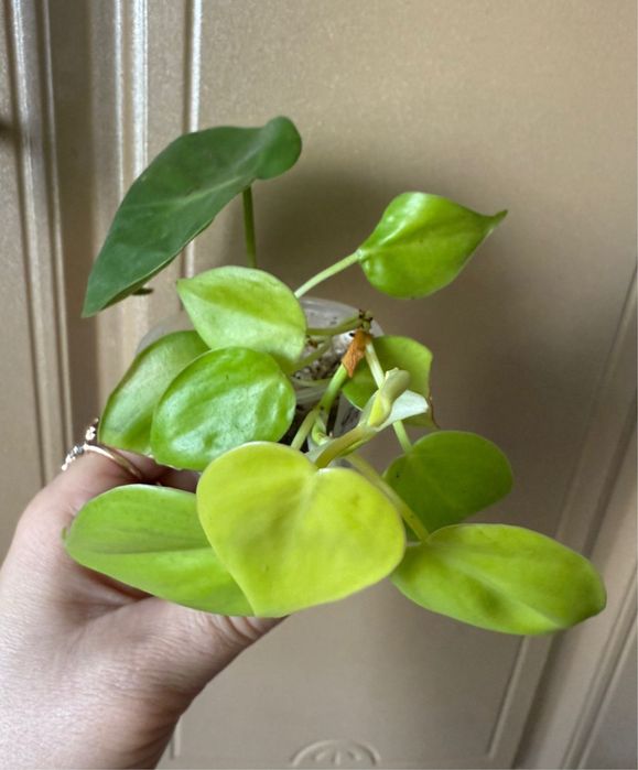 Филодендрон Лайм