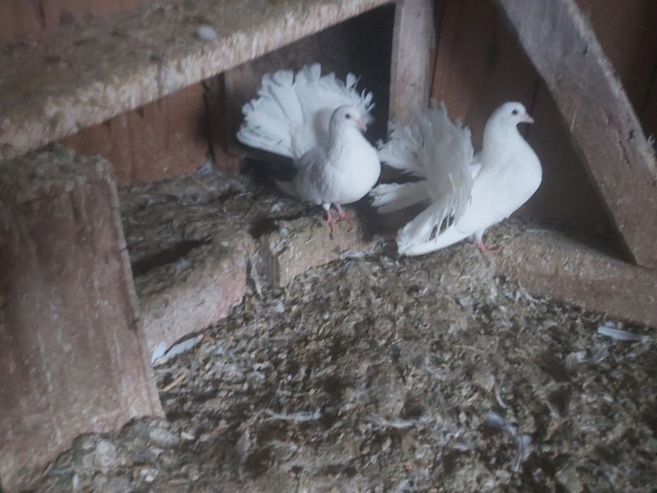 vând porumbei înfoiați