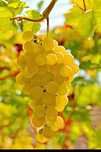 Vând struguri de vin