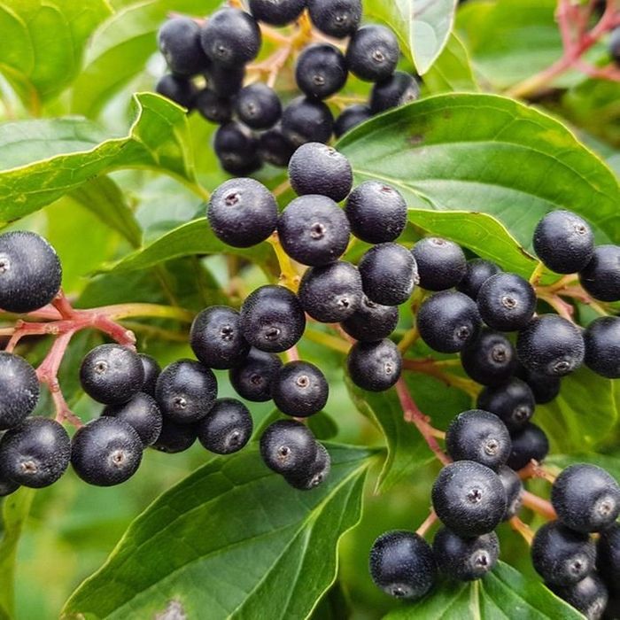 Arbusti Fructiferi (ARONIA )