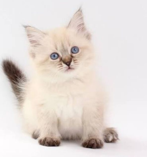 Котята Очаровательные Ласковые