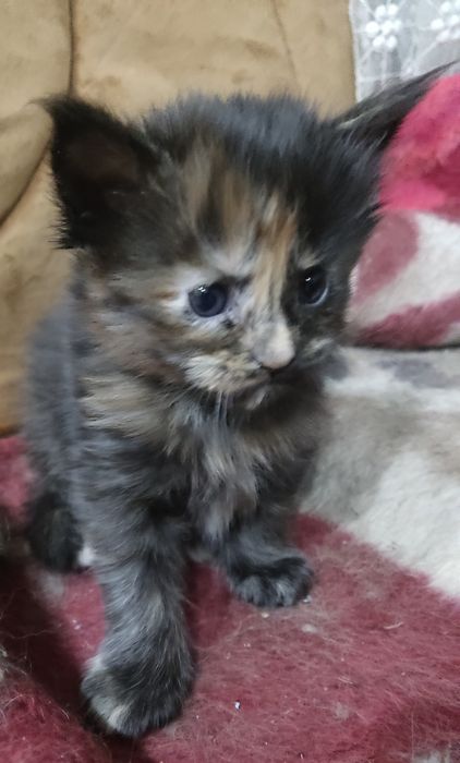 Продам котят породы Мейн-кун