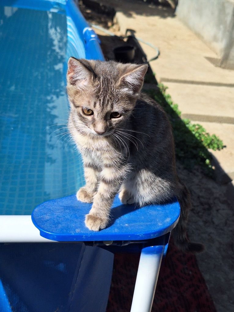 Котёнок девочка породы азиатская табби