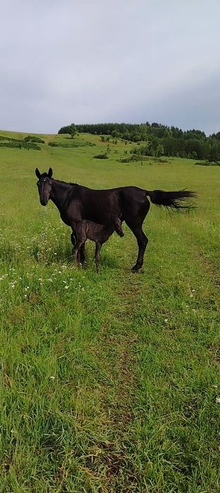 Продам Кобылу с жеребенком