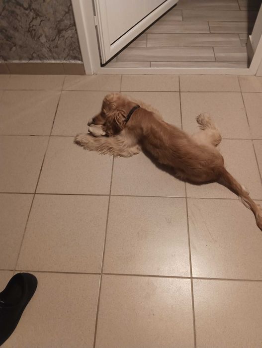 Продавам Кокер Шпаньол