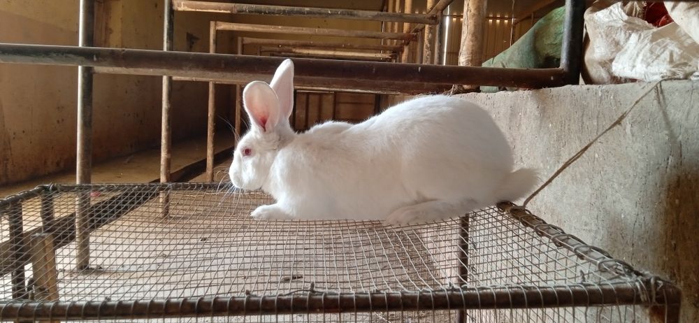 Quyon   erkak      .