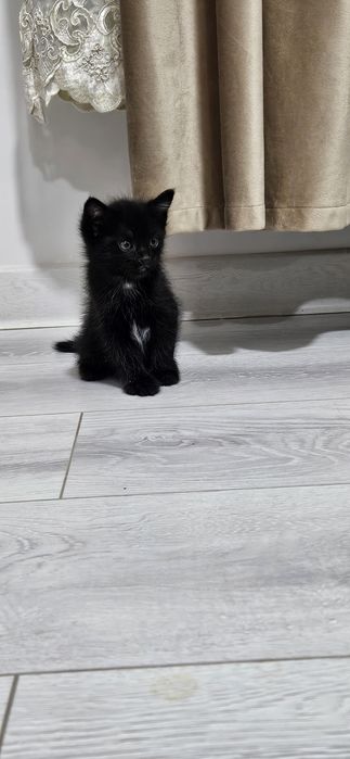 Пышыклар сатылады 50,000