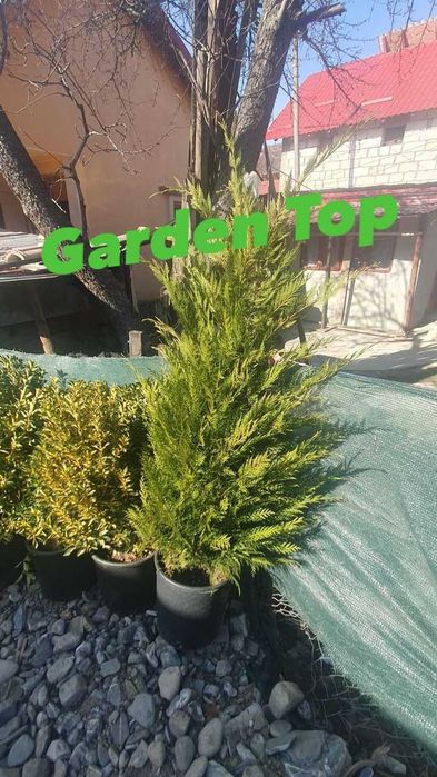 Gazon tip rulou, plante ornamentale, tuia, catalpa