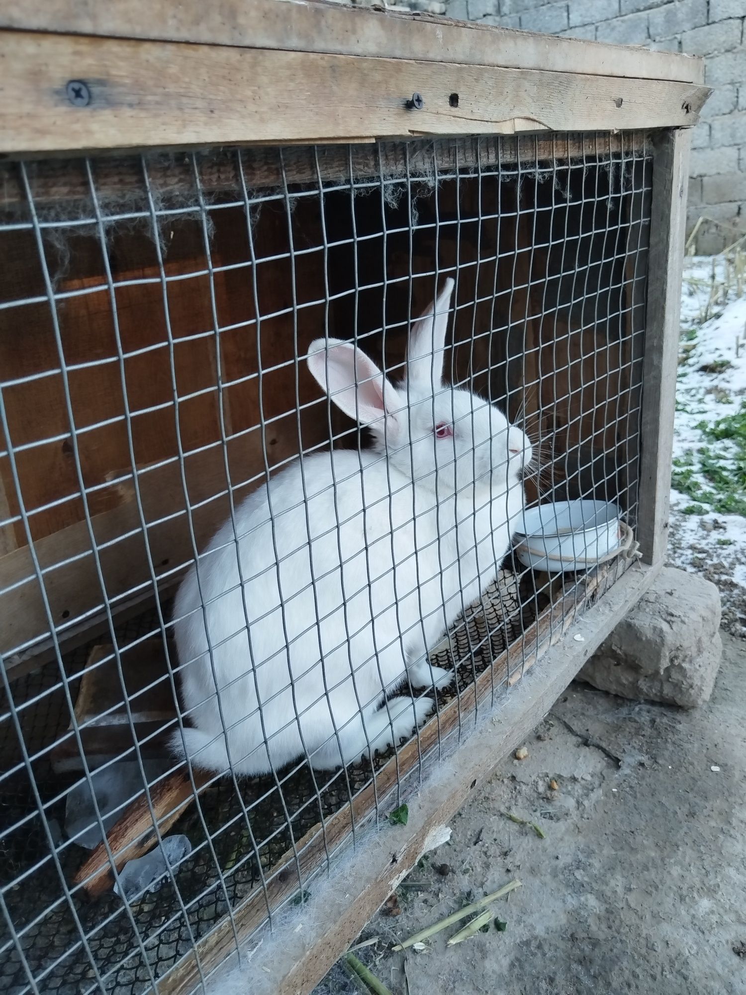 Кролик домашний белый