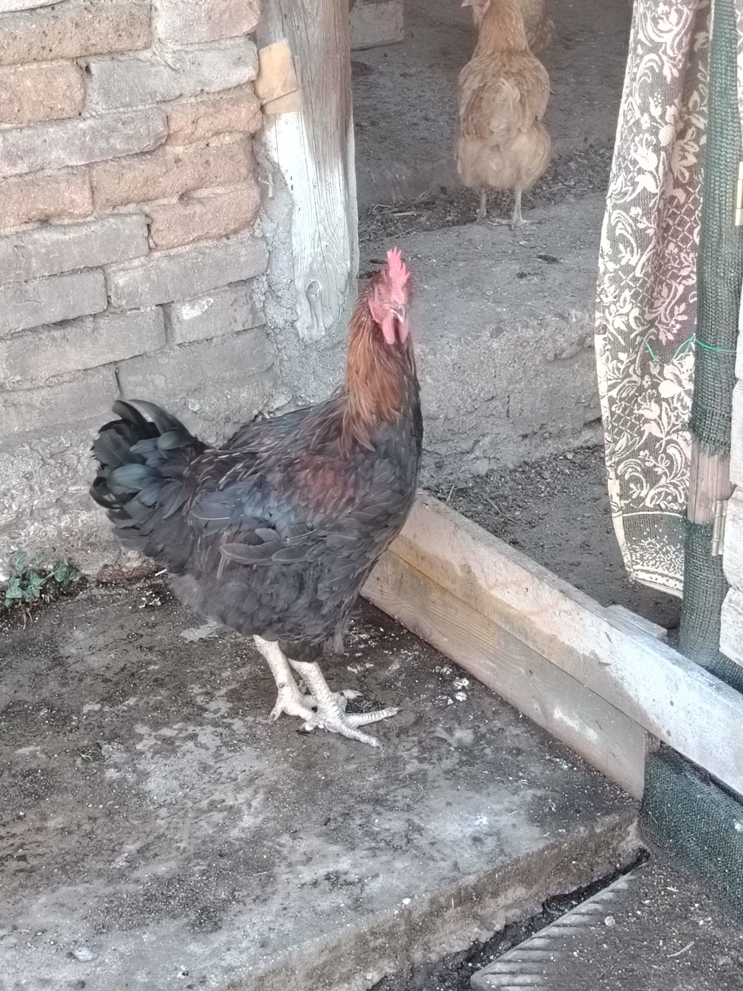Продавам кокошки