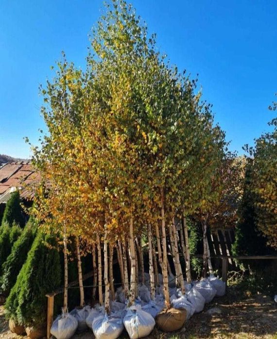 Plante La Balot: Tei, Arțar, Carpen | Transport Asigurat Personal