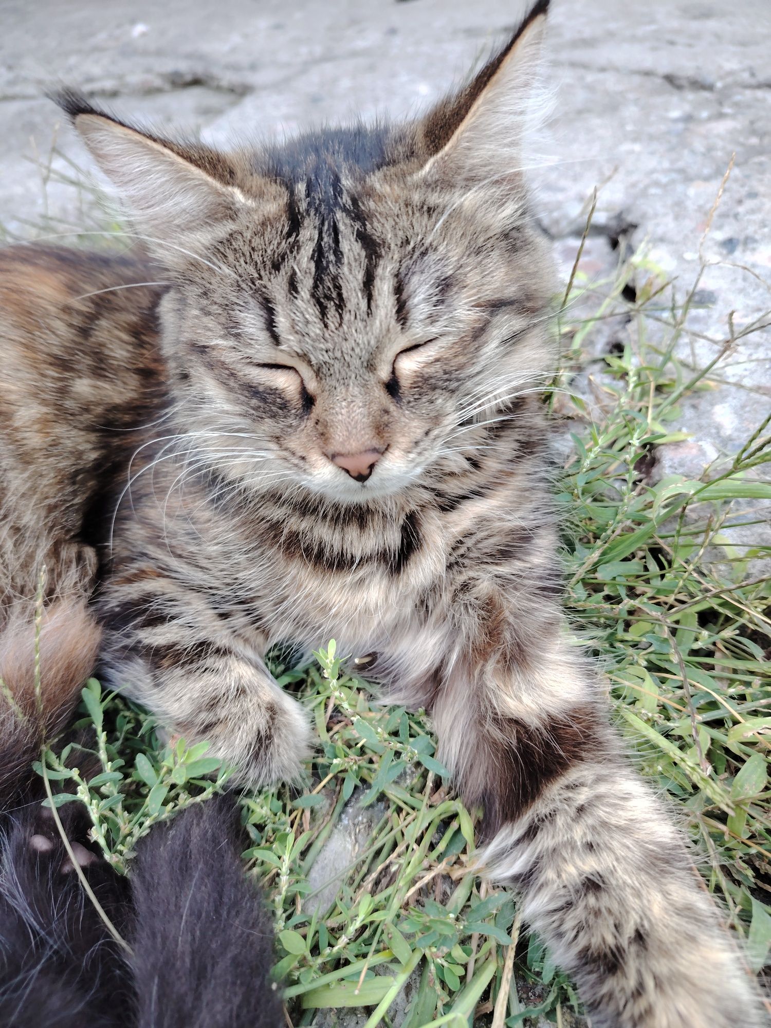 Кошка, 2 года девочка