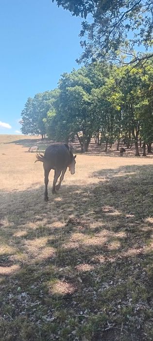 Vand manza de doi ani