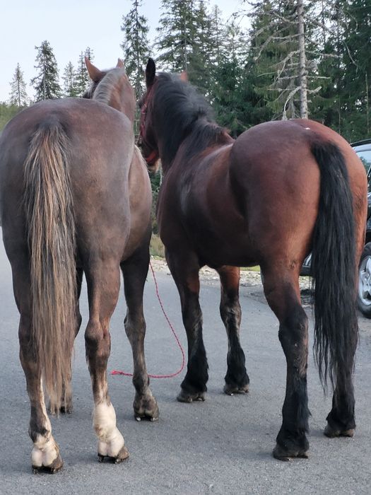 Pereche caii castrati