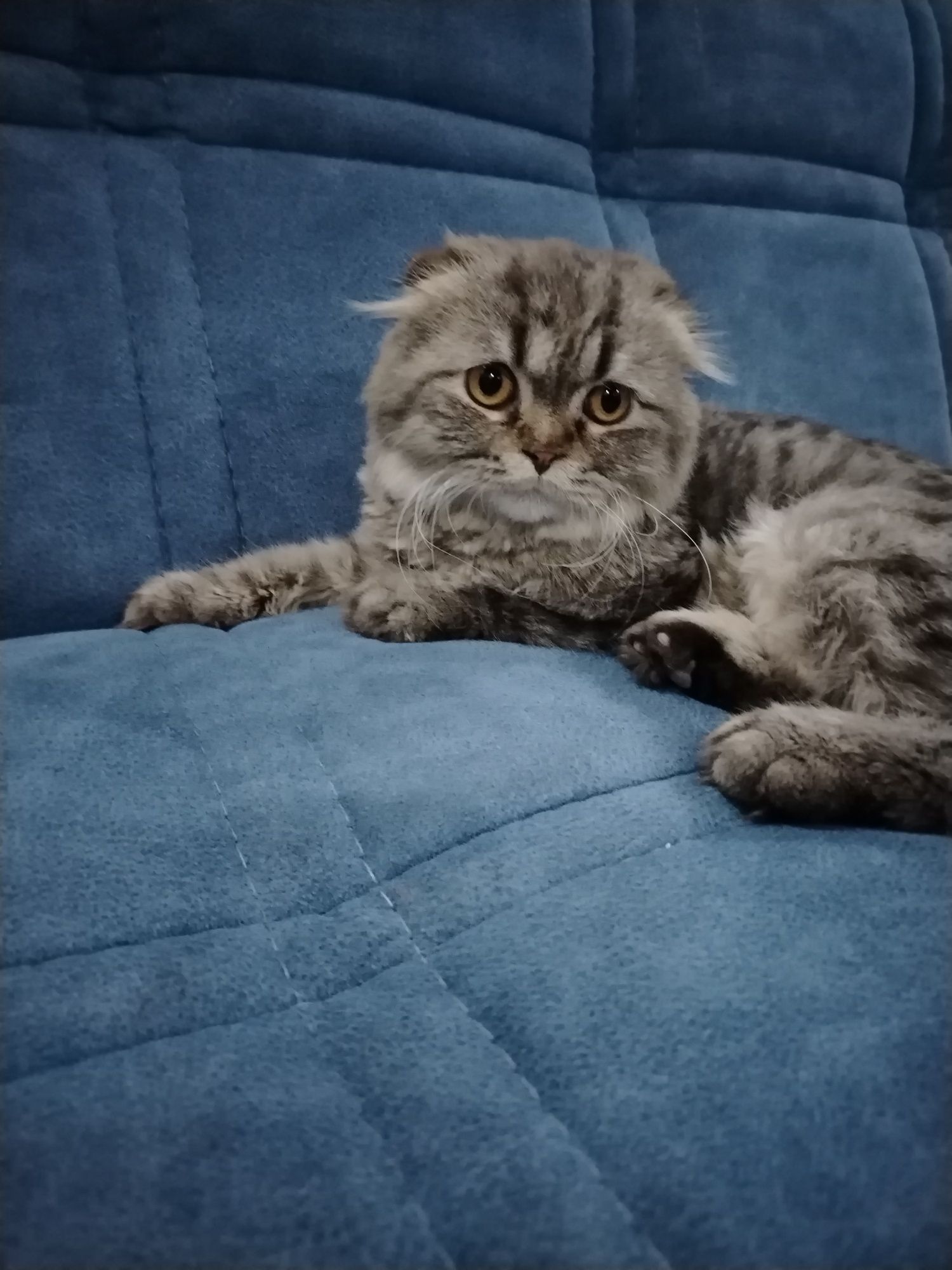 Scottish Fold mushugi sotiladi