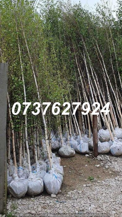 Carpen, Mesteacăn, Arțar | Plante La Balot | Poze Video