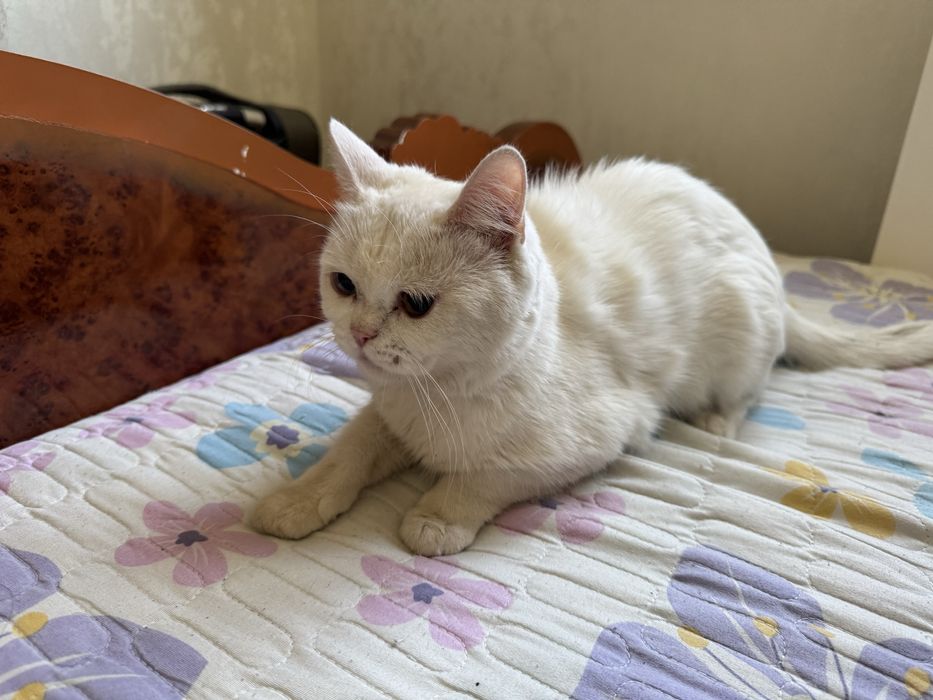 british shorthair
