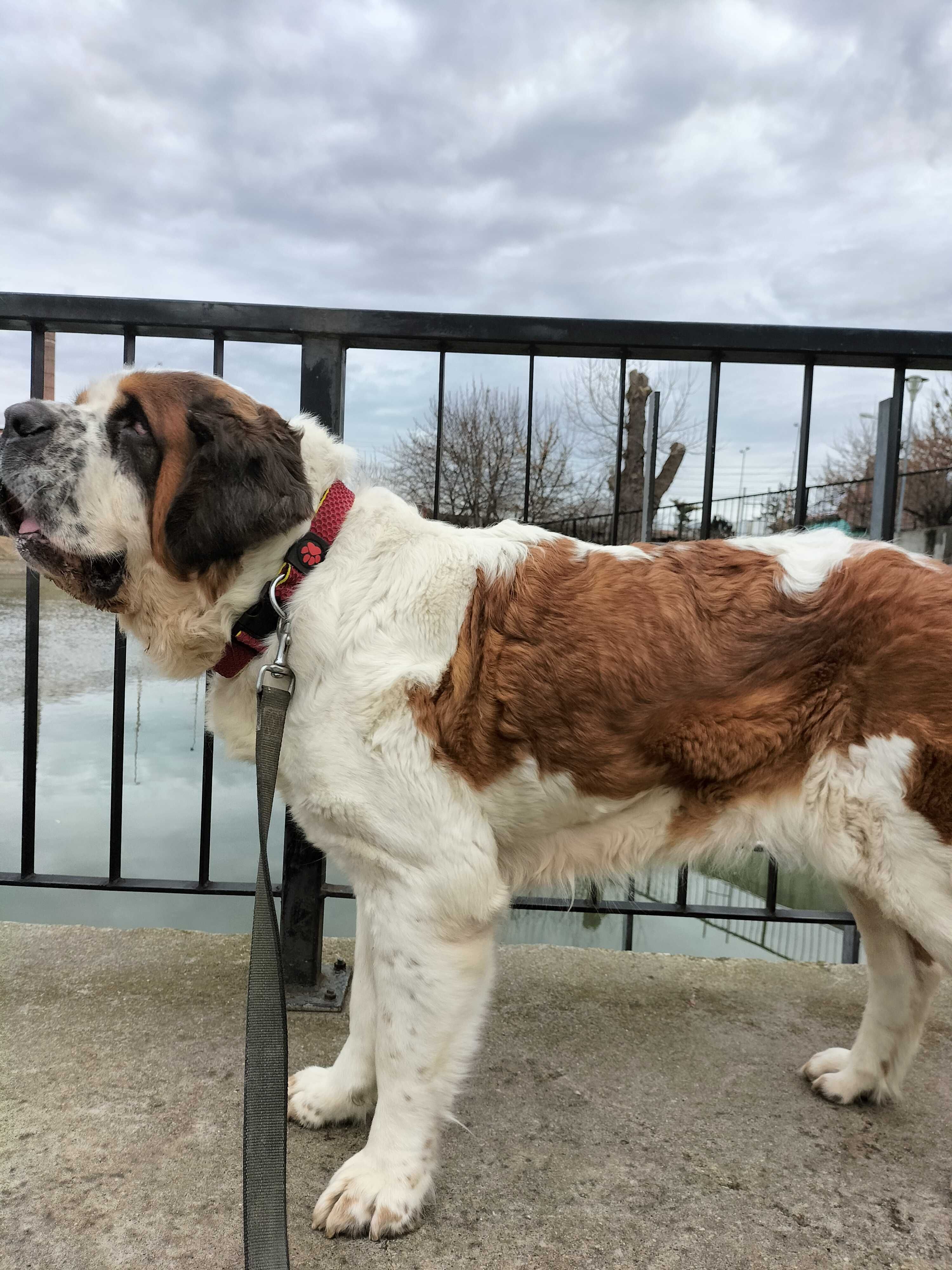 Donez câine Saint Bernard, femela, sterilizata, 6 ani