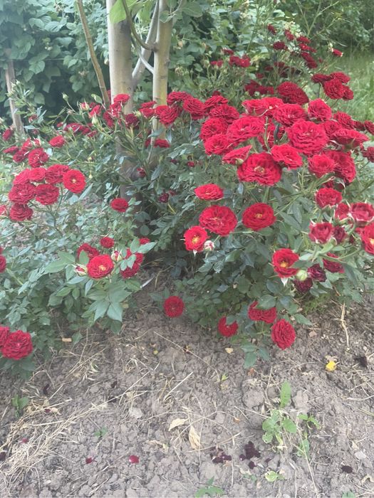 Продам саженцы роз