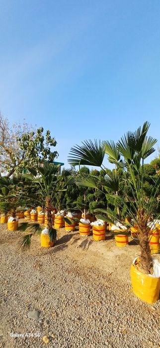 Xar xil turdagi archa kochatlari bor..