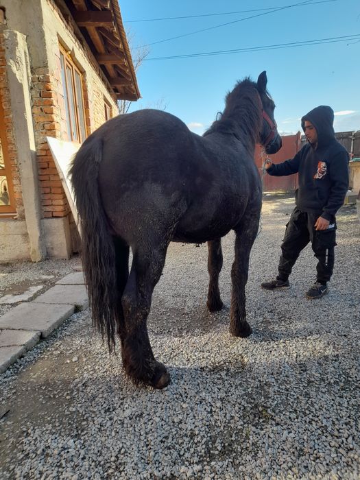 Vând mânz de unu an și jumătate greu cu acte