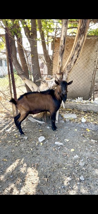 Козел для вязки