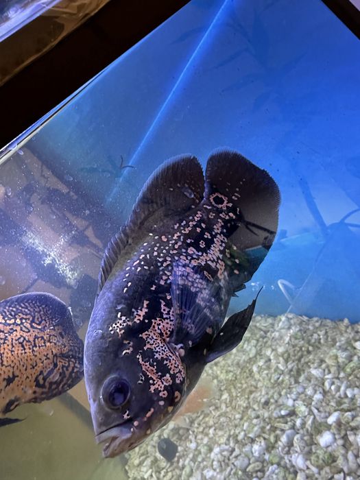 Астронатусы 4 шт срочно