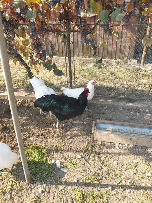 Cocosi Australorp si Wyandotte argintiu