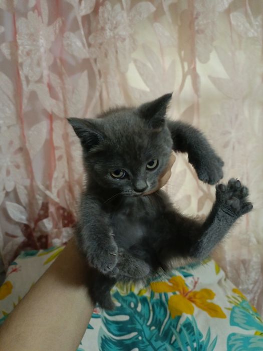 Отдам в хорошие руки котята