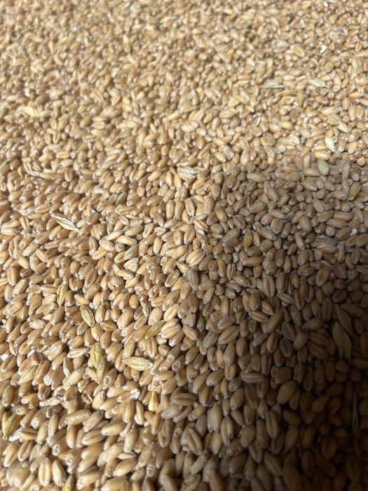 Рустам Казбек Асылова 53 Кулан аулы