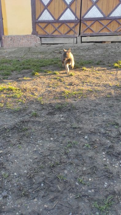 Donez pui Ciobanesc belgian malinois