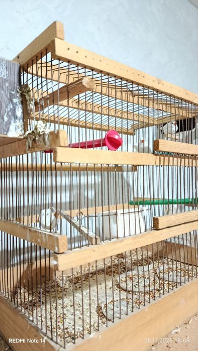 Qushlar tayyor uyi bilan sotiladi.