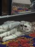 Scottish fold qiz bola
