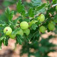 Agris verde (Ribes uva crispa hinna. Grun)