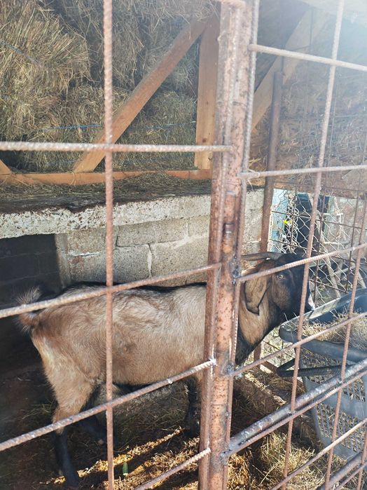 Țap de vanzare s-au schimb