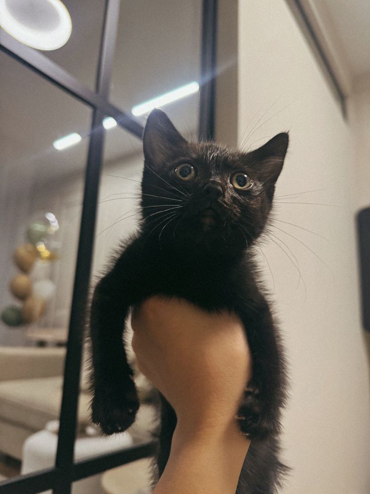 Котёнок ищет дом