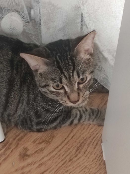 Отдам котика в добрые руки