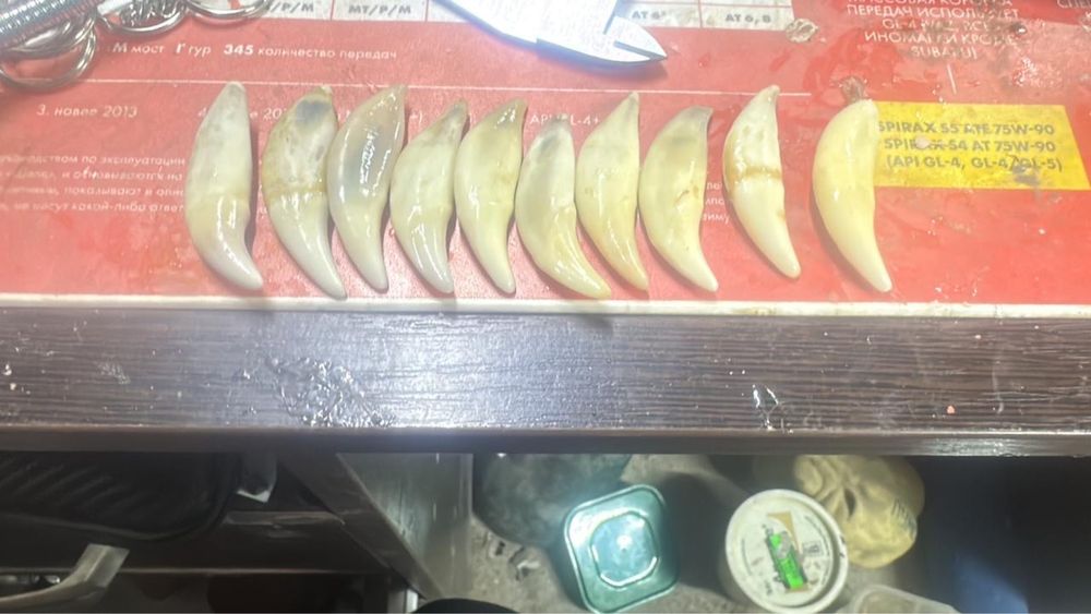 Қасқыр,аю,түлкі терісі