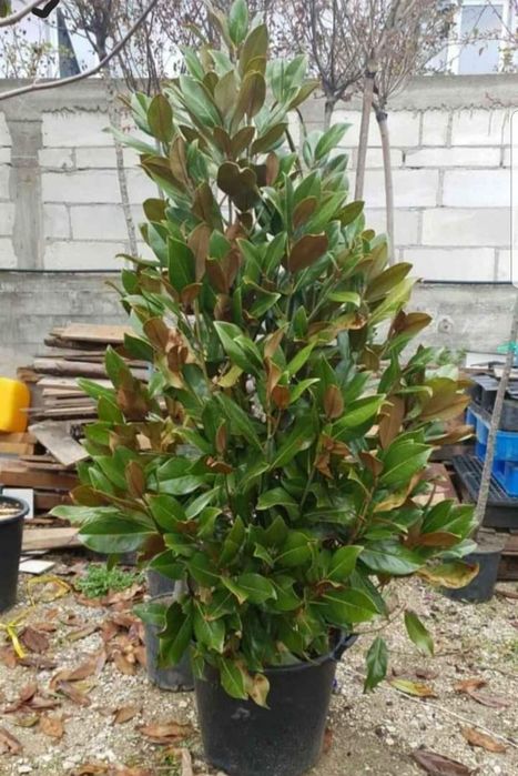 Tuia mesteacăn Leylandii