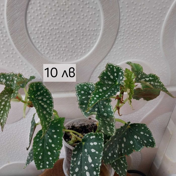 Бегонии в продажба