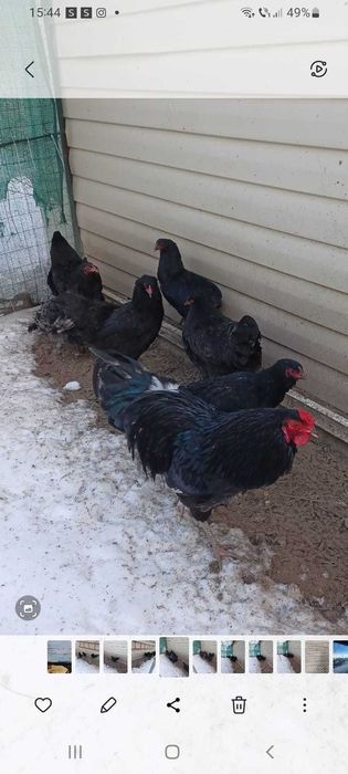 Ouă de găină verzi bio